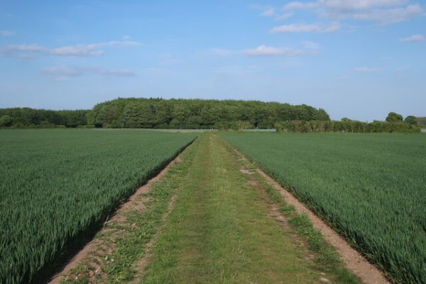 cross fields path to Caldecote wood in the distance